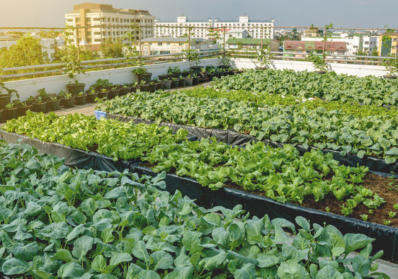 Study: High levels of mercury and fecal content in urban farm vegetables.