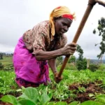 Study: High levels of mercury and fecal content in urban farm vegetables.