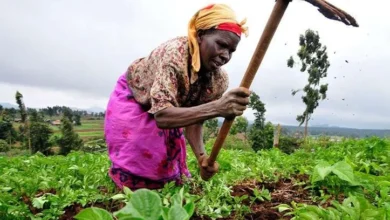 Study: High levels of mercury and fecal content in urban farm vegetables.