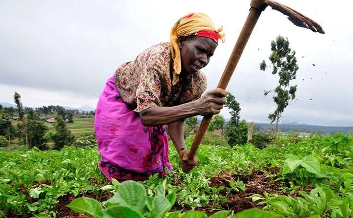 Study: High levels of mercury and fecal content in urban farm vegetables.