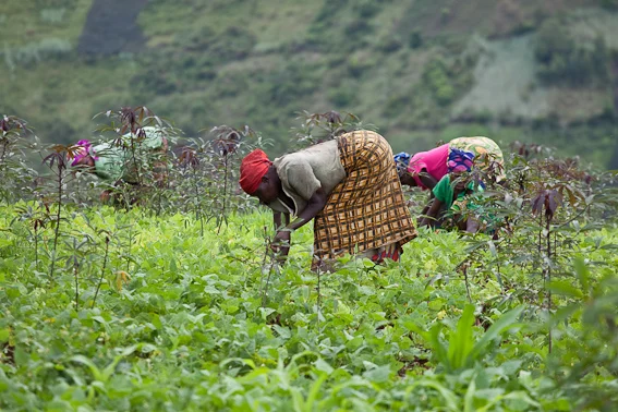 Study: High levels of mercury and fecal content in urban farm vegetables.