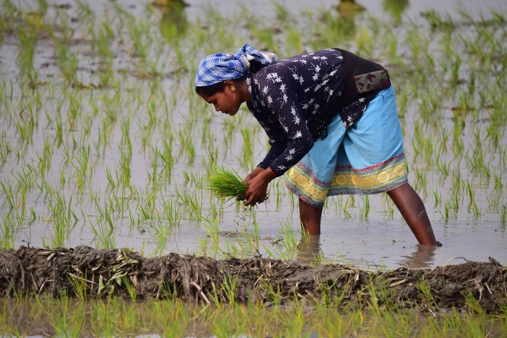 For NABCO beneficiaries: 294,000 jobs could have been created by investing in rice production—Awuah-Darko