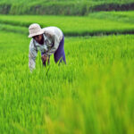 For NABCO beneficiaries: 294,000 jobs could have been created by investing in rice production—Awuah-Darko