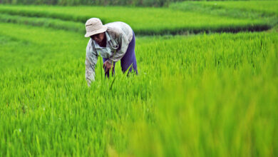 For NABCO beneficiaries: 294,000 jobs could have been created by investing in rice production—Awuah-Darko