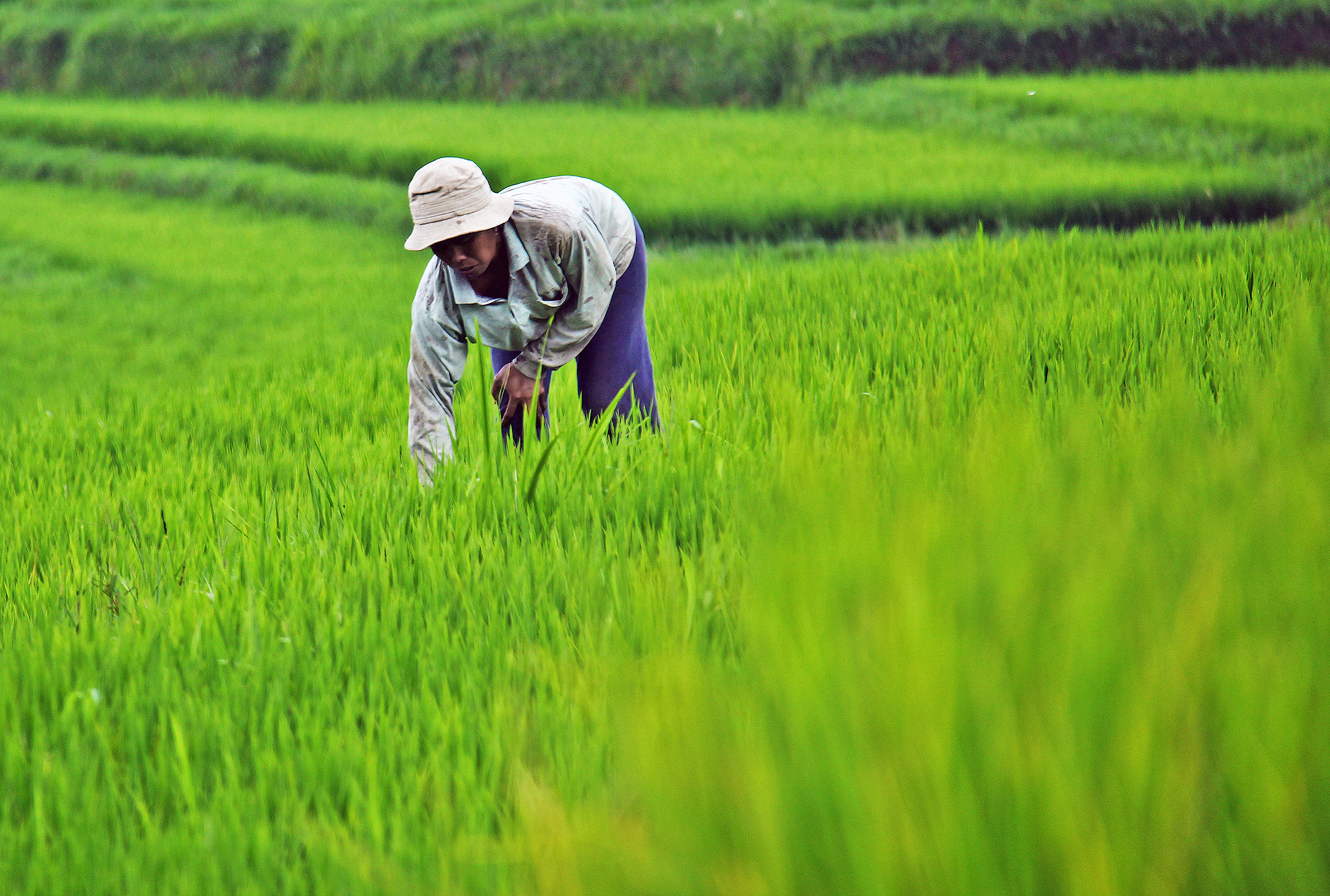 For NABCO beneficiaries: 294,000 jobs could have been created by investing in rice production—Awuah-Darko