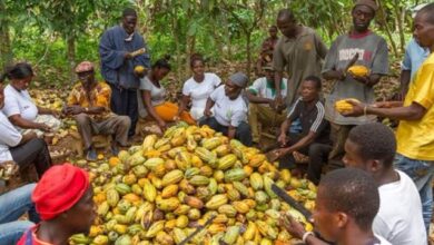 Akufo-Addo declares that Ghana's cocoa producer has raised prices once more by GHS1,600 per tonne.